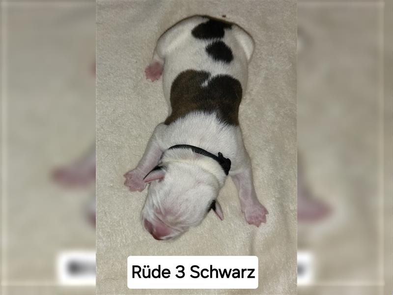 American bulldog Welpen erwartet