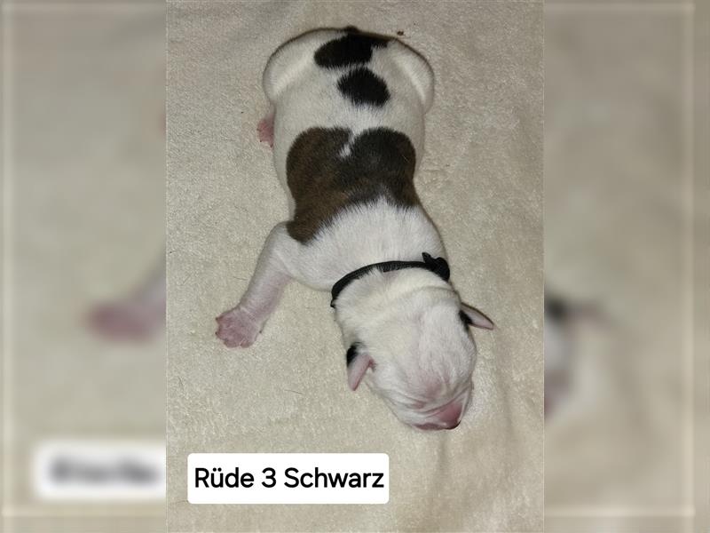 American bulldog Welpen erwartet