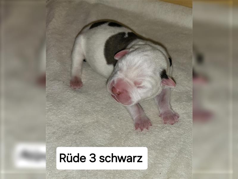 American bulldog Welpen erwartet