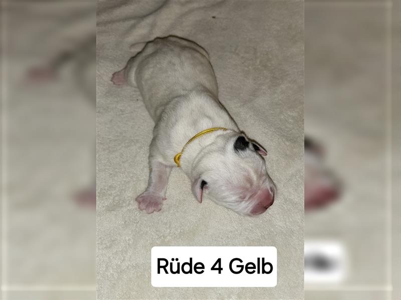 American bulldog Welpen erwartet