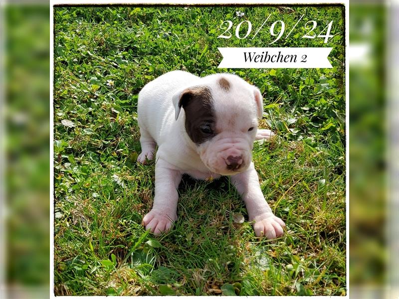 American Bulldog Welpe - Weibchen (SCOTT/Standard Hybrid) geboren am 20/21.9.2024