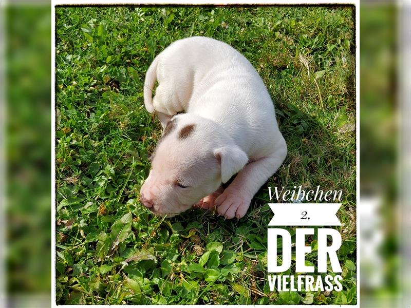 American Bulldog Welpe - Weibchen (SCOTT/Standard Hybrid) geboren am 20/21.9.2024