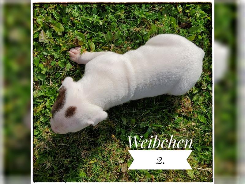 American Bulldog Welpe - Weibchen (SCOTT/Standard Hybrid) geboren am 20/21.9.2024