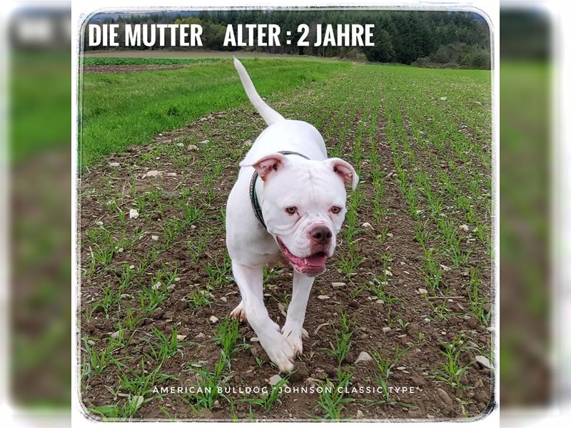 American Bulldog Welpe - Weibchen (SCOTT/Standard Hybrid) geboren am 20/21.9.2024