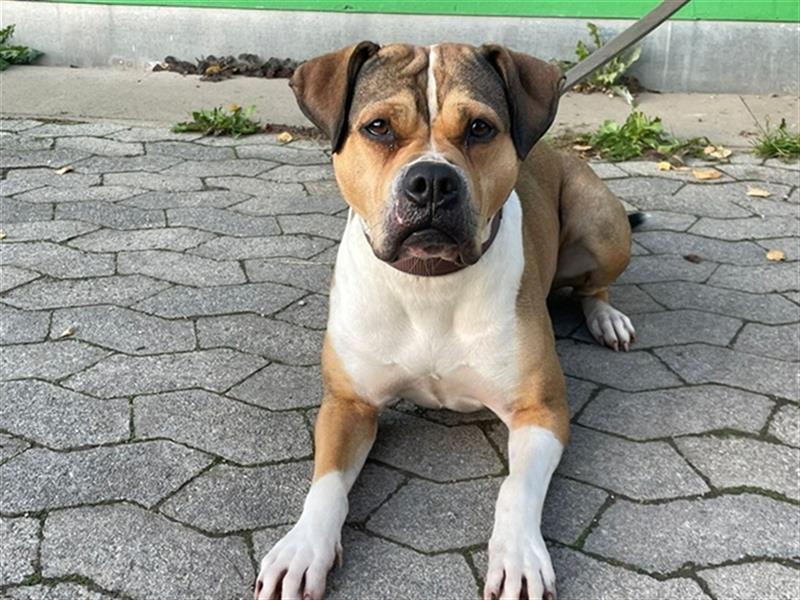 Xara, Bulldoggenmix, geb. 2022, sucht Einzelplatz