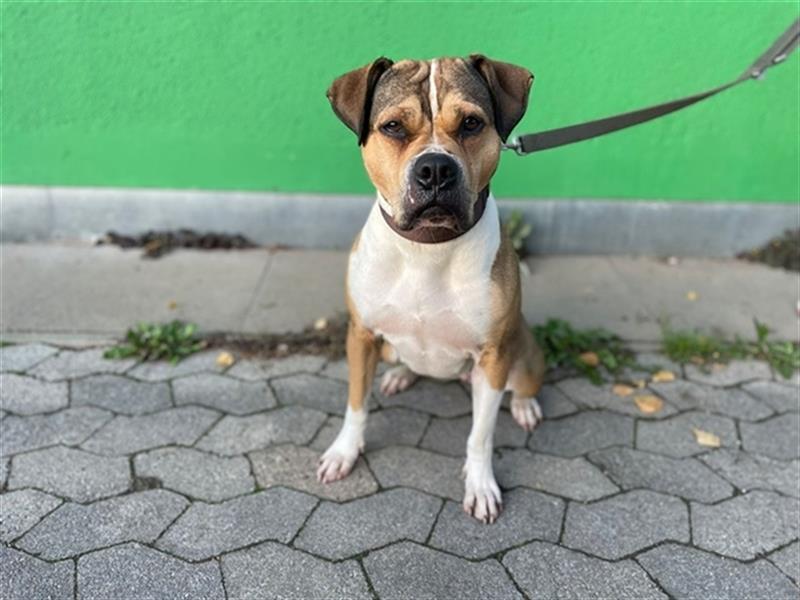 Xara, Bulldoggenmix, geb. 2022, sucht Einzelplatz