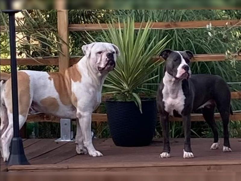 Bulldoggen Mix Welpen