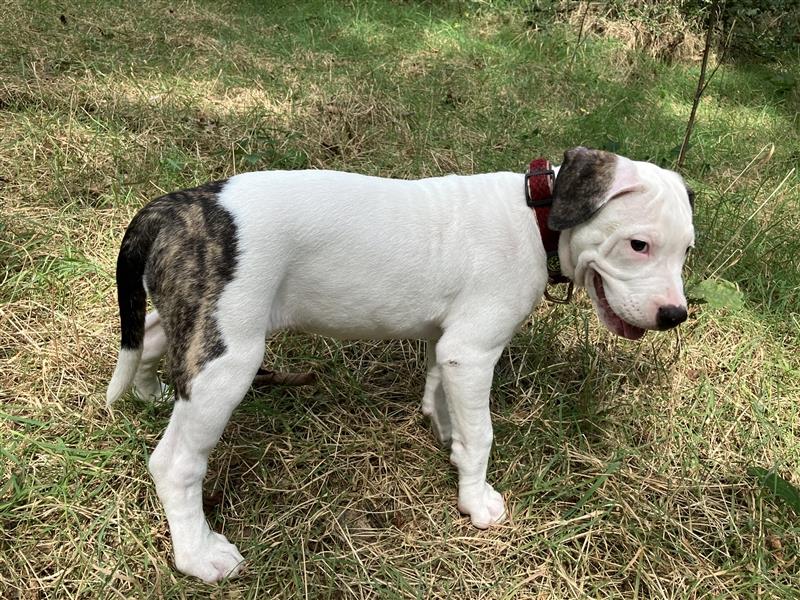 Bulldoggen Mix Welpen wunderschön