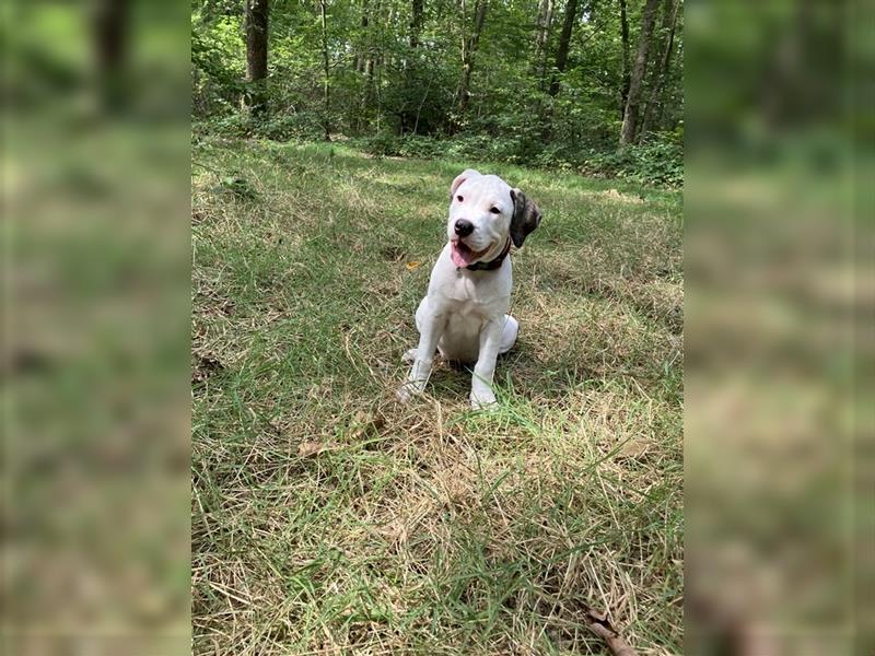 Bulldoggen Mix Welpen wunderschön