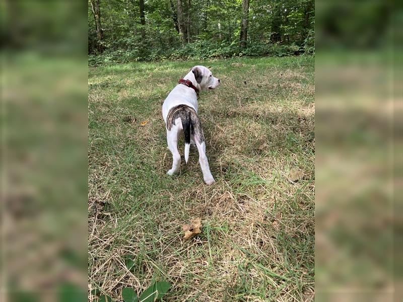 Bulldoggen Mix Welpen wunderschön