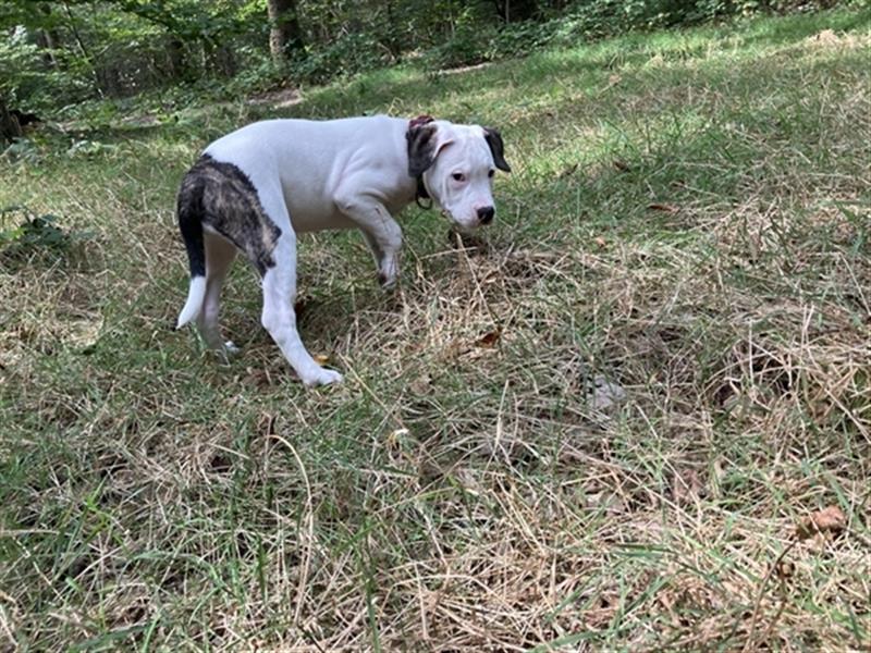 Bulldoggen Mix Welpen wunderschön