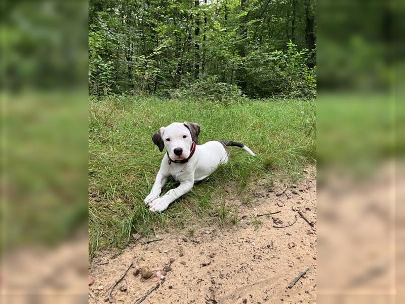 Bulldoggen-Mix Welpe (Amerikanische Bulldogge mit American Bully)