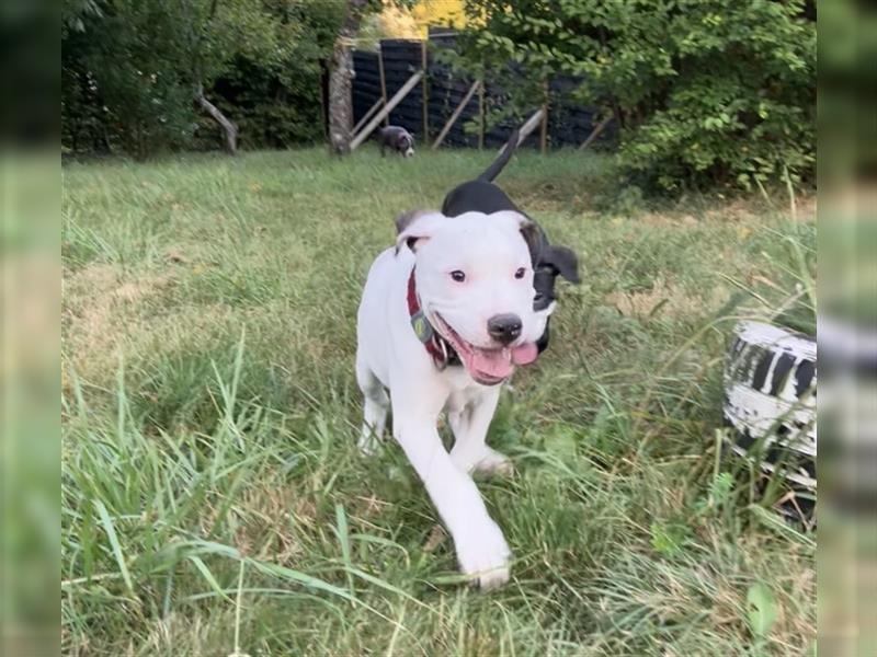 Bulldoggen-Mix Welpe (Amerikanische Bulldogge mit American Bully)