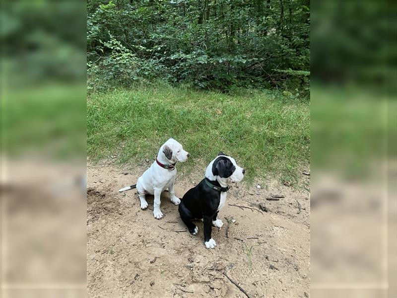 Bulldoggen-Mix Welpe (Amerikanische Bulldogge mit American Bully)