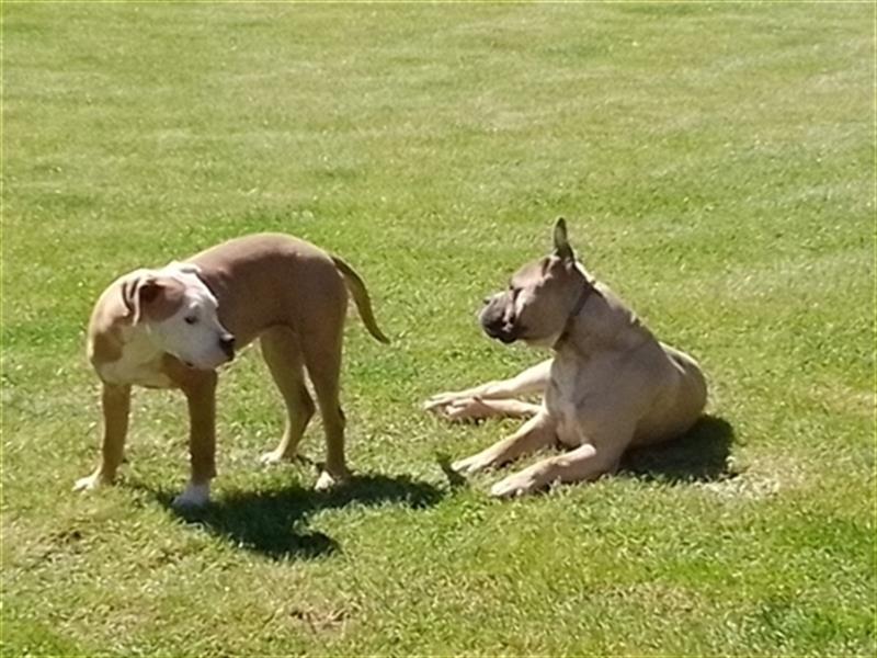 Amaricanbulldogge