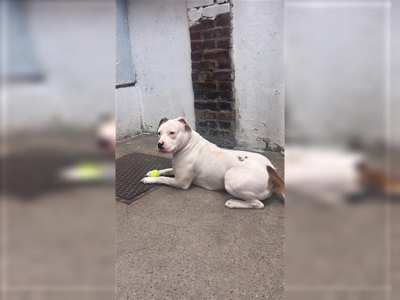 American Bulldog abzugeben nur erfahrende Menschen