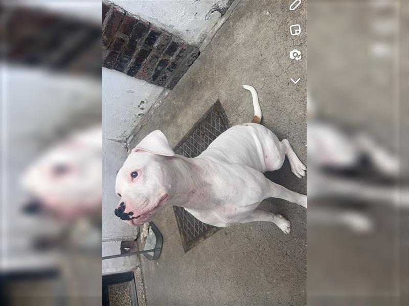 American Bulldog abzugeben nur erfahrende Menschen