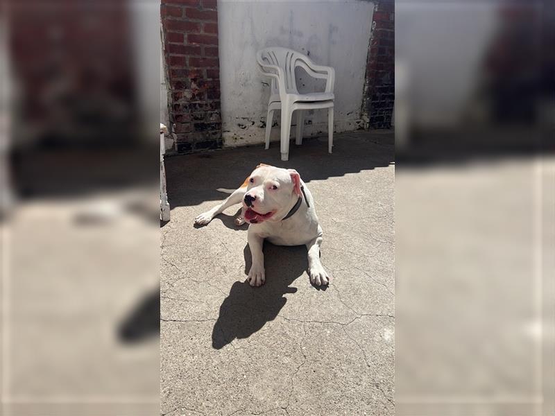 American Bulldog abzugeben nur erfahrende Menschen