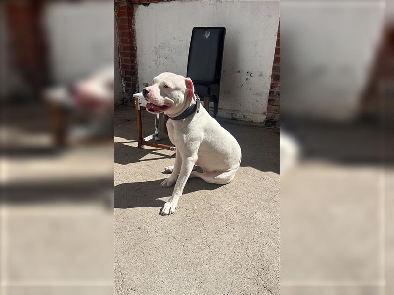 American Bulldog abzugeben nur erfahrende Menschen