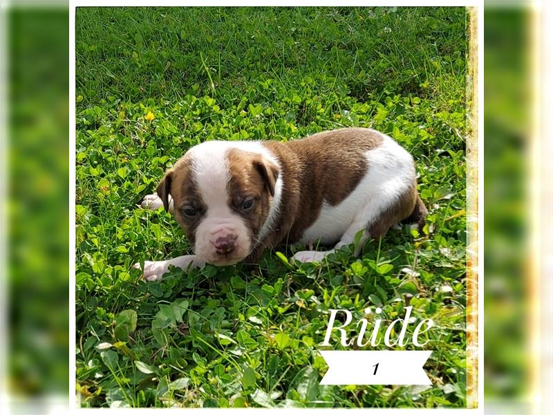 American Bulldog Welpe -Rüde (SCOTT/Standard Hybrid) geboren am 20/21.9.2024