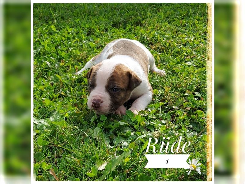 American Bulldog Welpe -Rüde (SCOTT/Standard Hybrid) geboren am 20/21.9.2024