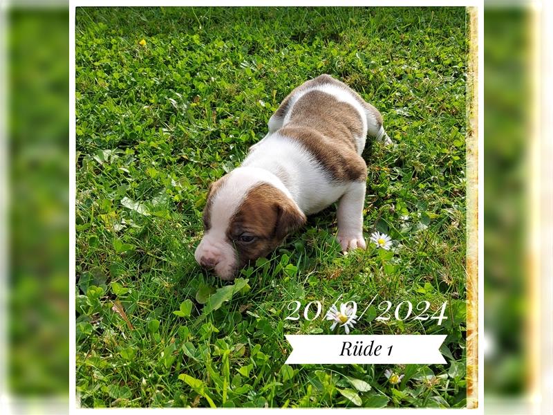 American Bulldog Welpe -Rüde (SCOTT/Standard Hybrid) geboren am 20/21.9.2024