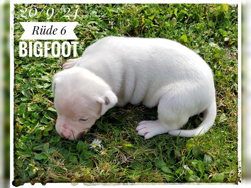 American Bulldog Welpe -Rüde (SCOTT/Standard Hybrid) geboren am 20/21.9.2024