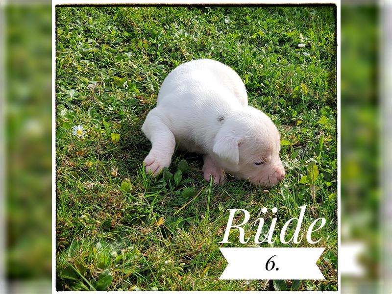 American Bulldog Welpe -Rüde (SCOTT/Standard Hybrid) geboren am 20/21.9.2024