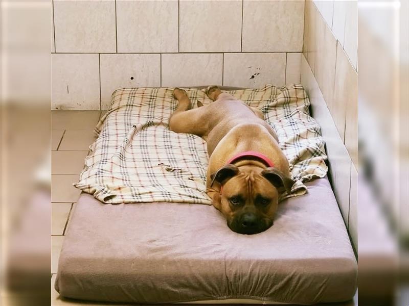 RESERV: Sam,Bullmastiff (Am. Bulldog-Mix), geb. 2019, viel Hund mit wenig Problemen su. Traumzuhause