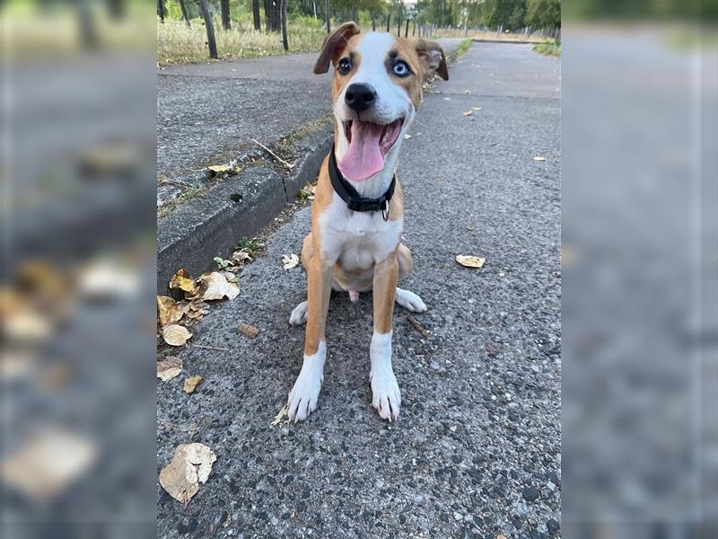 Australien Shepherd / amerikanische Bulldog Welpe