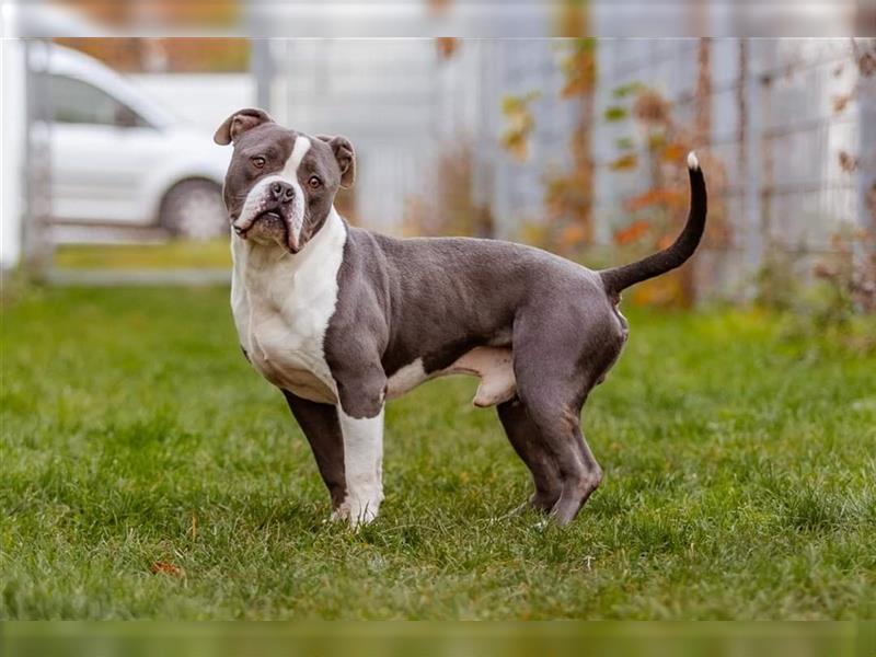 Mirko English / American Bulldog Mix