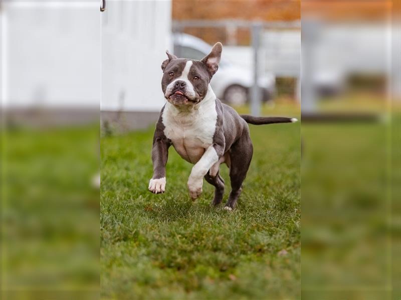 Mirko English / American Bulldog Mix