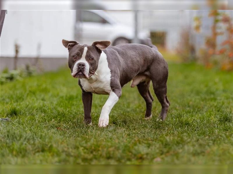 Mirko English / American Bulldog Mix