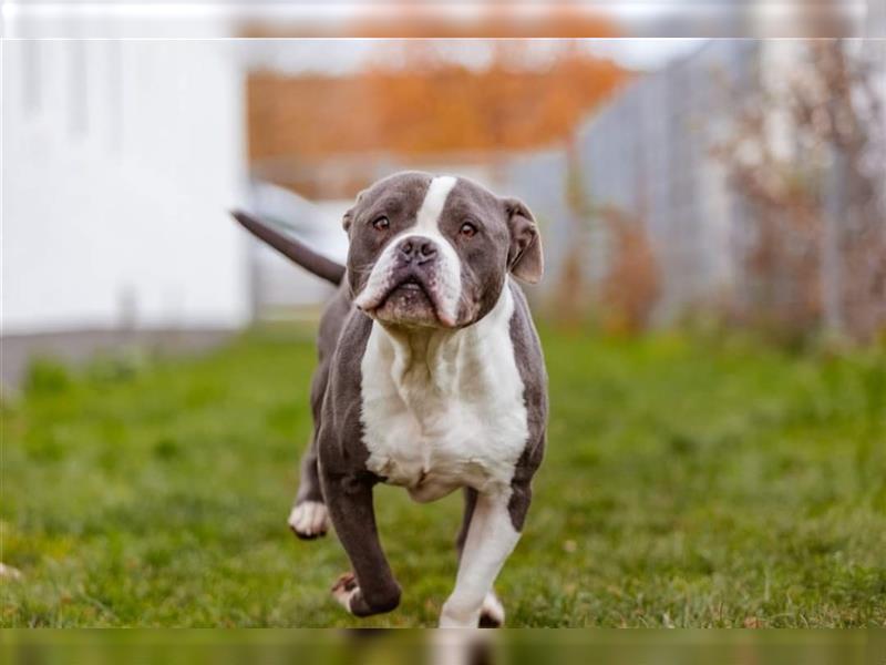 Mirko English / American Bulldog Mix