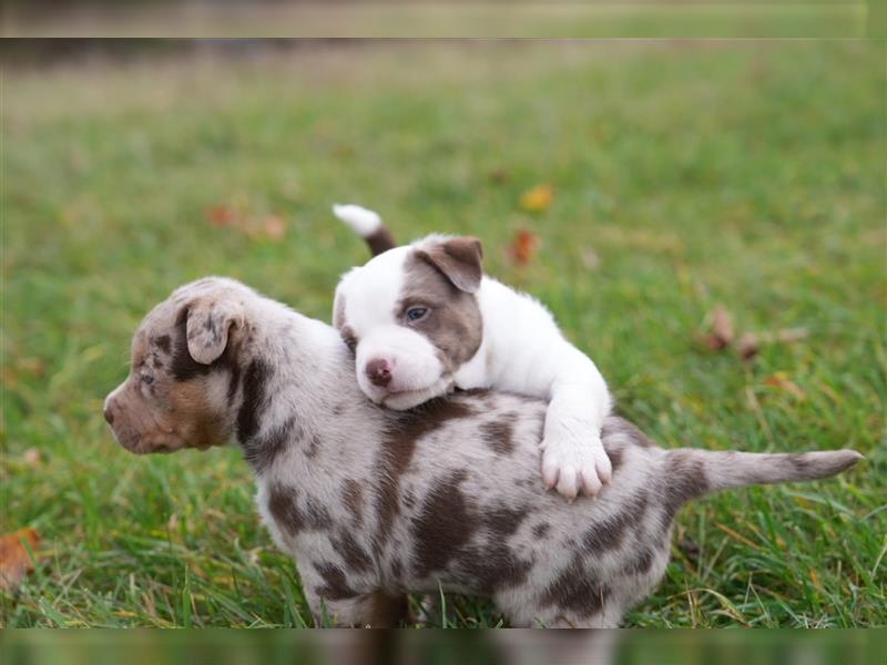 Süße Bully-Aussie-Mixe suchen ein liebevolles Zuhause!