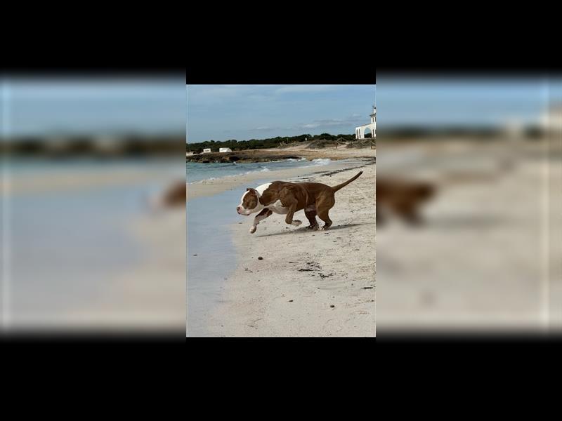 American Bully xl *Wurfankündigung für Dezember*