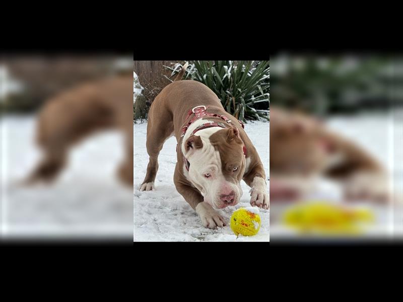 American Bully xl *Wurfankündigung für Dezember*