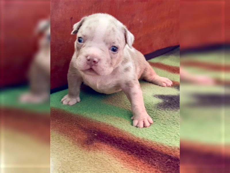 Exklusive American Bully Welpen vom zertifizierten Züchter