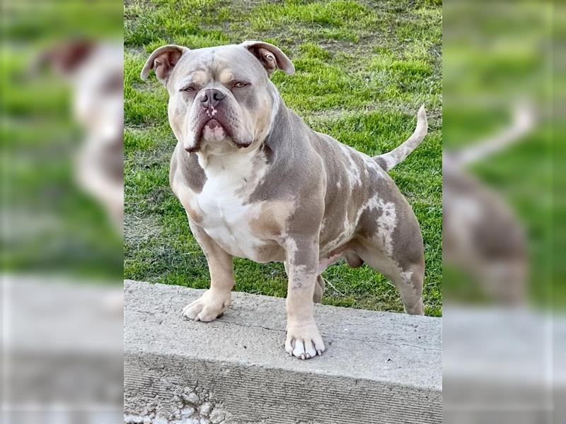 Exklusive American Bully Welpen vom zertifizierten Züchter