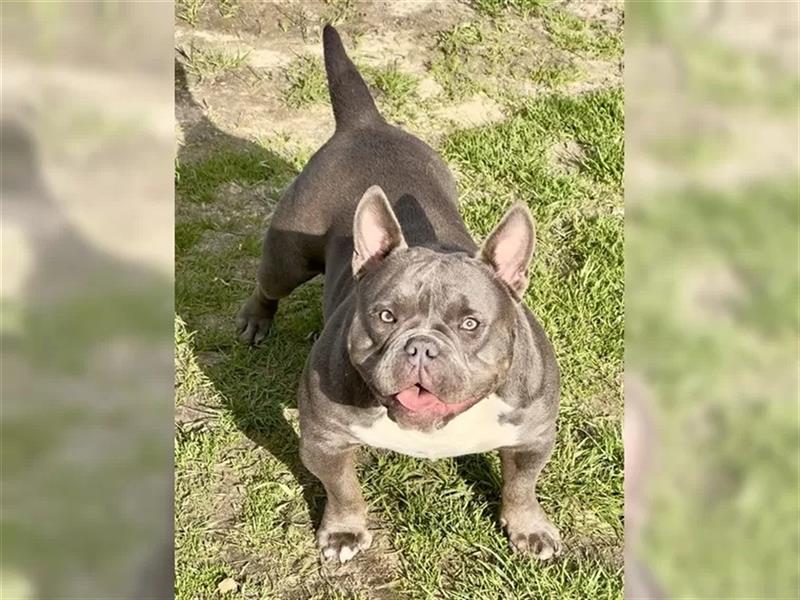 Exklusive American Bully Welpen vom zertifizierten Züchter