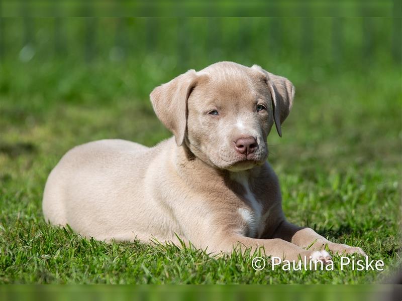 American Bully XL Welpe ABKC Hündin Rüde blau Beige