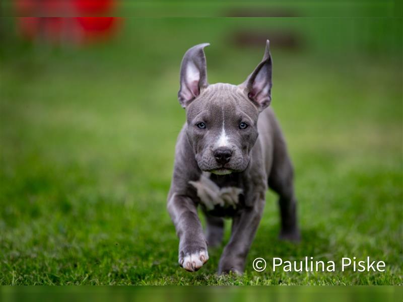 American Bully XL Welpe ABKC Hündin Rüde blau Beige