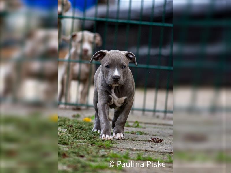 American Bully XL Welpe ABKC Hündin Rüde blau Beige