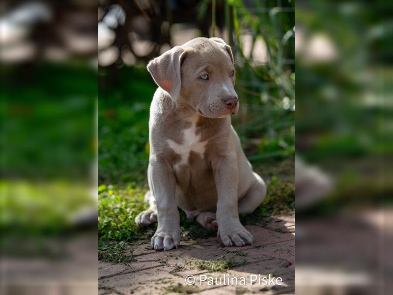 American Bully XL Welpe ABKC Hündin Rüde blau Beige