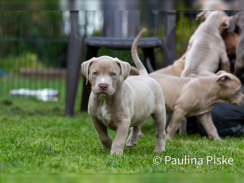 American Bully XL Welpe ABKC Hündin Rüde blau Beige