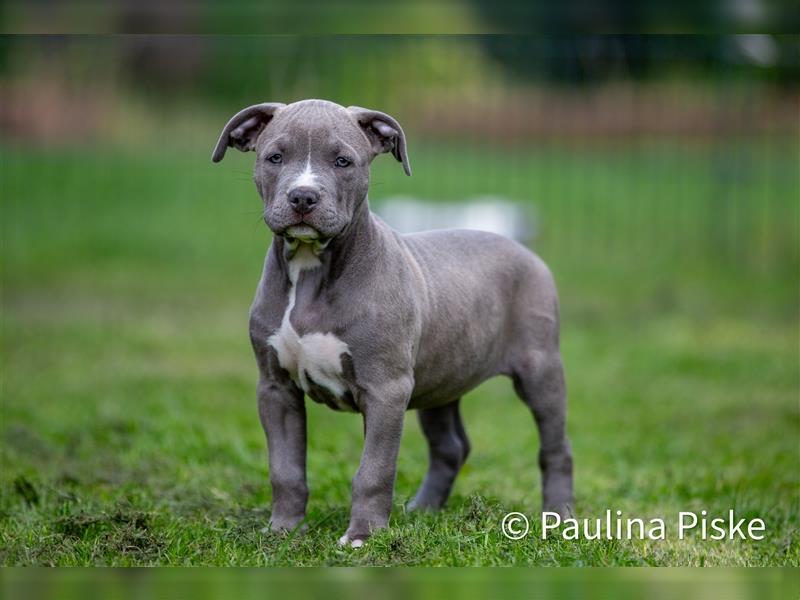 American Bully XL Welpe ABKC Hündin Rüde blau Beige