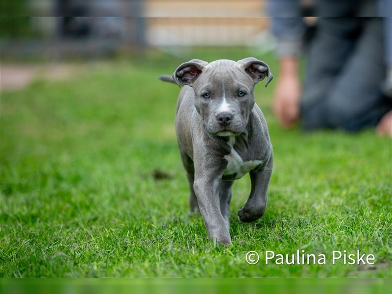 American Bully XL Welpe ABKC Hündin Rüde blau Beige