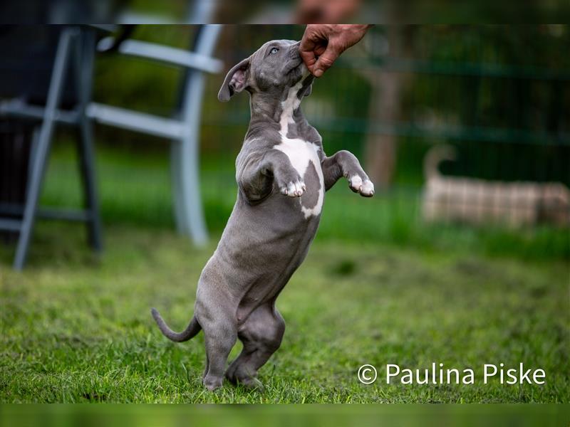 American Bully XL Welpe ABKC Hündin Rüde blau Beige