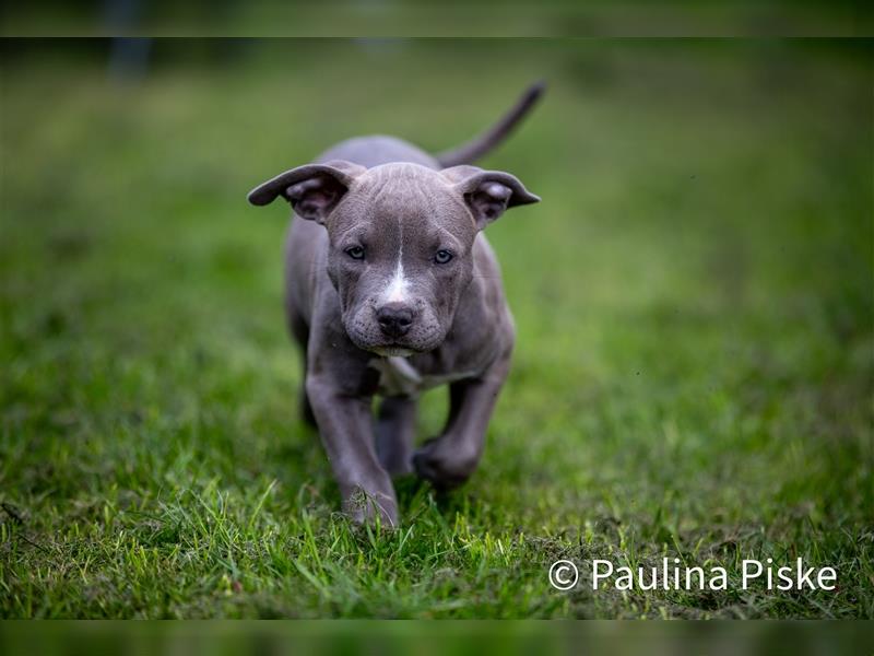 American Bully XL Welpe ABKC Hündin Rüde blau Beige