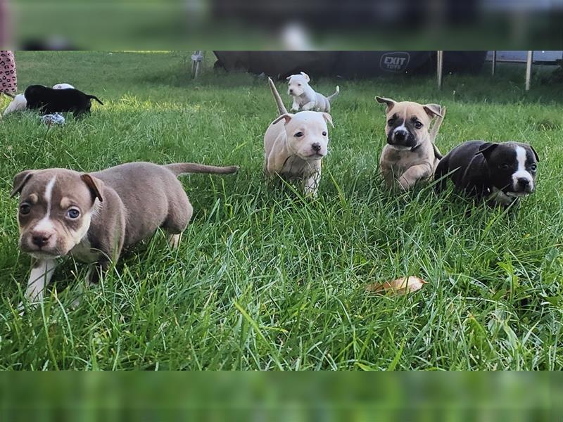 Wunderschöne Bully Baby´s in tollen Farben suchen Lieblingsmensch(en)